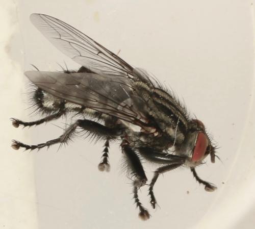 Sarcophaga variegata